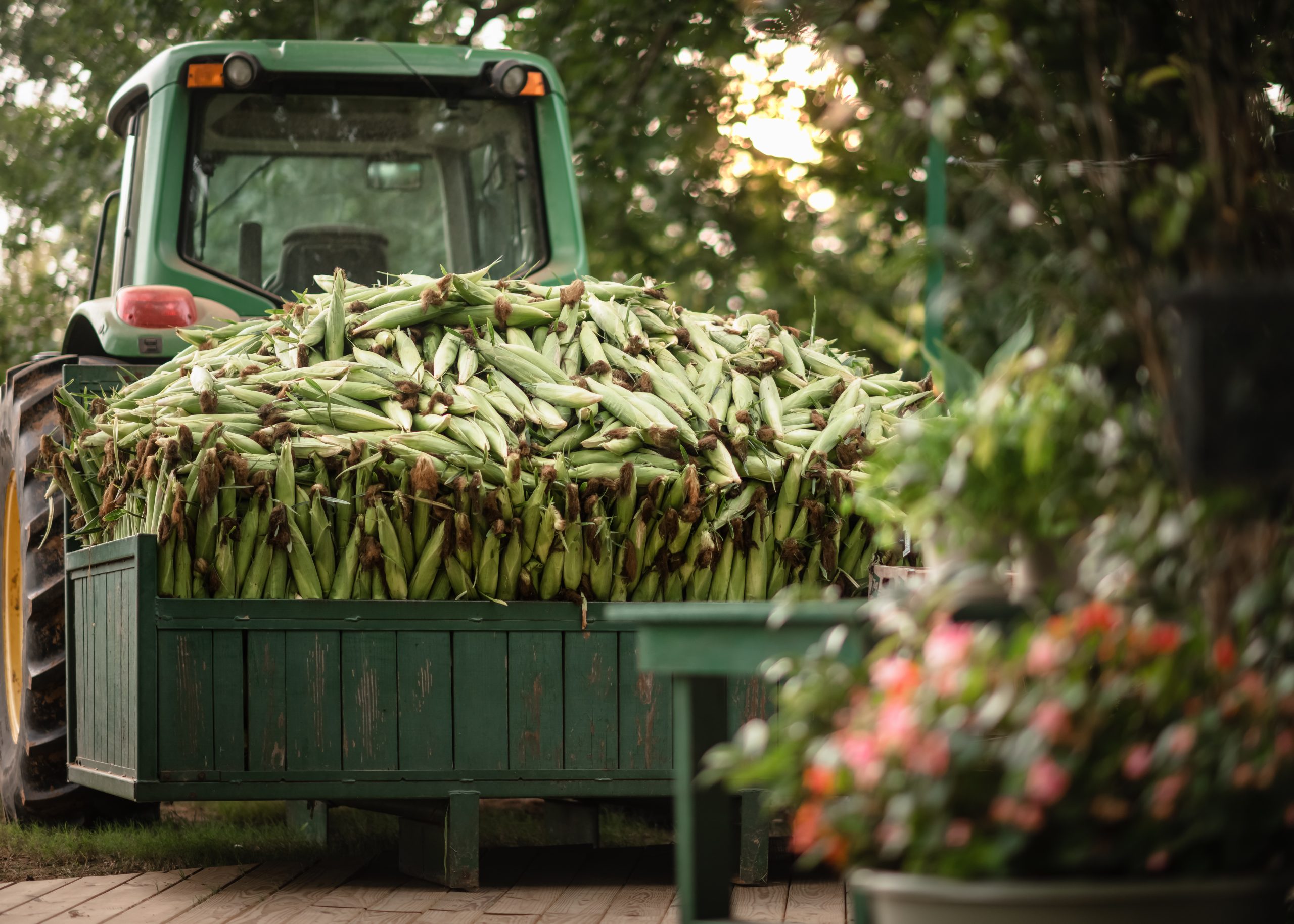 Sweet Corn Ready Now! Ed Lester Farms