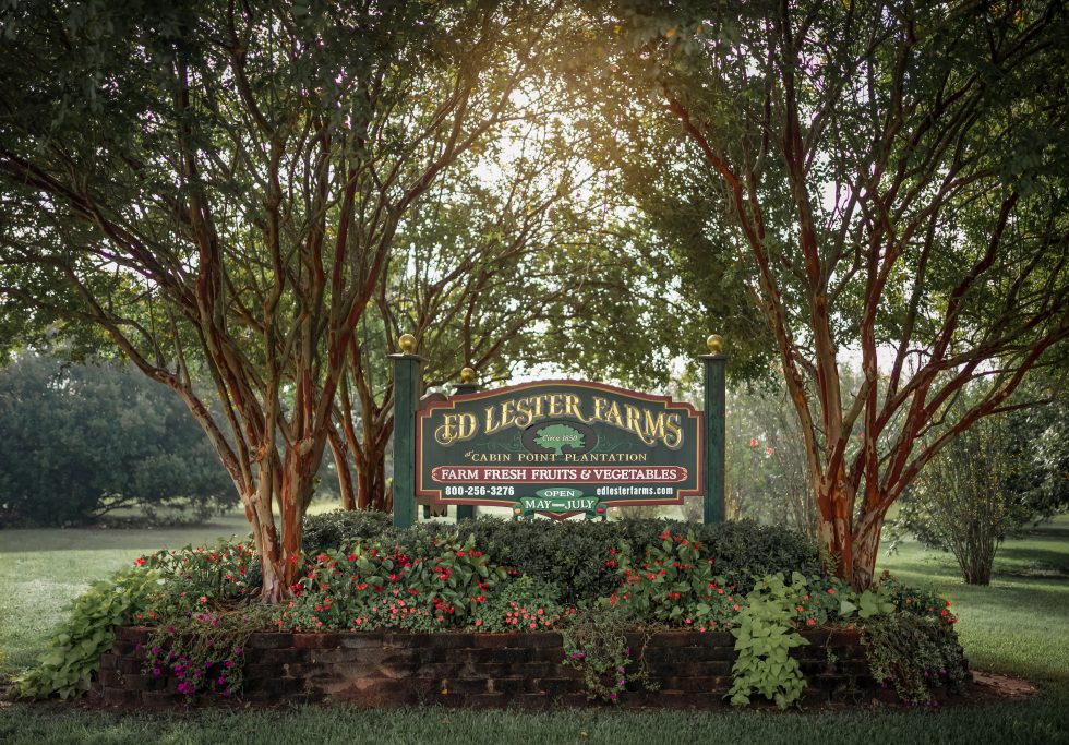 Ed Lester Farms Coushatta, LA Louisiana Peaches, Purple Hull Peas