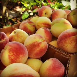 For a limited time, come get a box of delicious white peaches at #EdLesterFarms