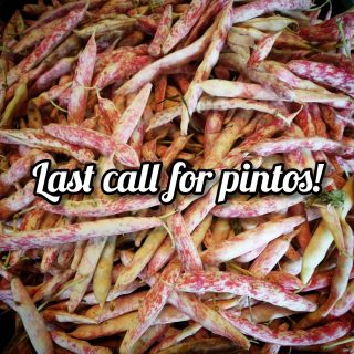 Pinto harvest is almost over! Come get some while we still have them!