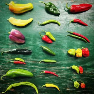 Here at Ed Lester Farms we love our hot peppers. So we thought it might be fun to talk about the Scoville Scale.

-

So what is the Scoville Scale?

The Scoville Scale and Scoville Heat Unit(SHU) we're named for scientist Wilbur Scoville in 1912. At the time, Scoville worked for a pharmaceutical company named Parke-Davis where he developed a test called the "Scoville Organoleptic Test" which is used to measure a chili pepper's pungency and heat.

So for example: Jalapenos are rated at 4,500 SHU and then pepper spray is rated at 2-5 million SHU.

-

At Ed Lester Farms we have a full range of hot peppers.

Let us know how hot you like them 🥵