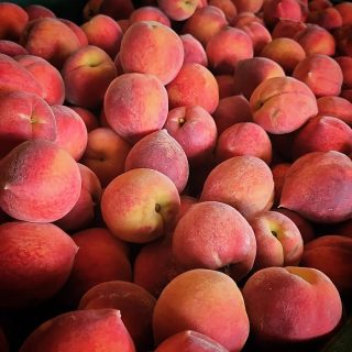 Oh yeah!! We've picked a few early cling peaches this morning!

Come get them if you want them because there aren't many!